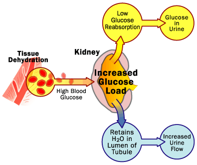 Wikipedia Diabetes Wikipedia Diabetes